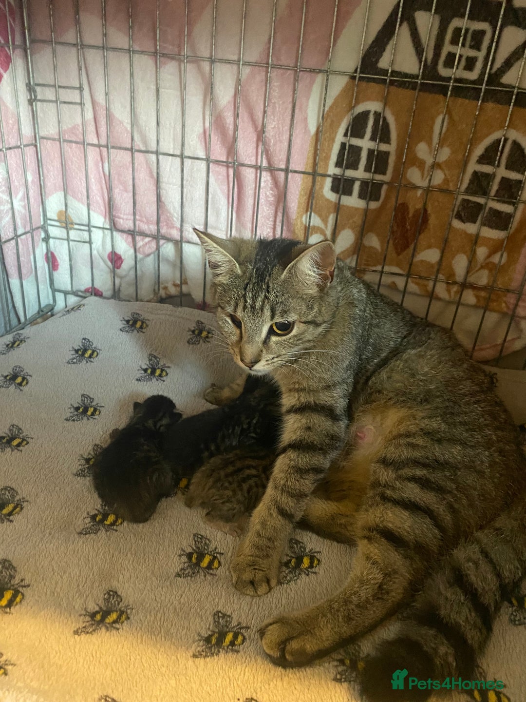 Bombay cats for sale: Tabby/ Bombay kittens for sale  - Image 4