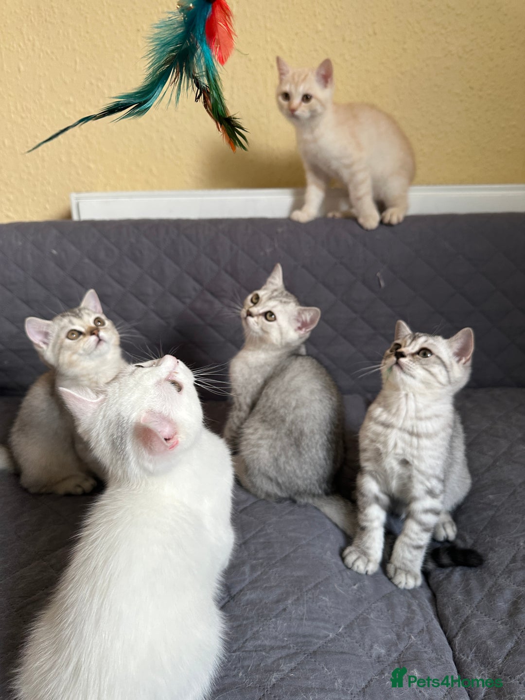 British Shorthair cats for sale: 5 Stunning British Shorthair - Image 26