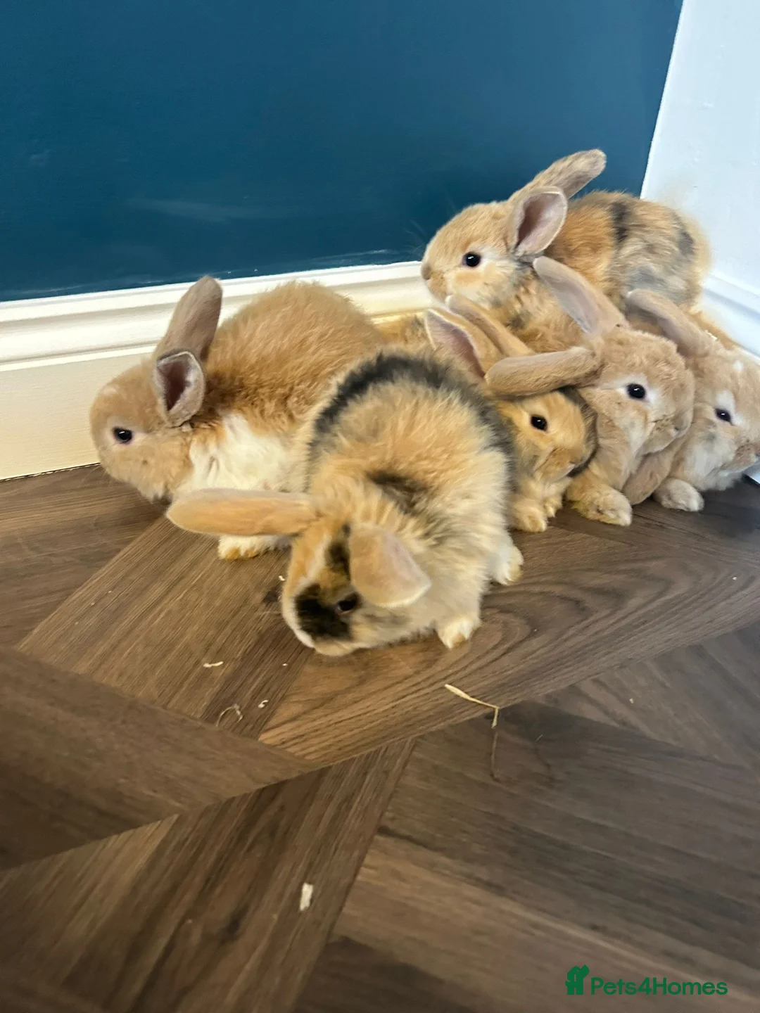 Mixed Breed rabbits for sale: Giant x bunny’s - Advert 2