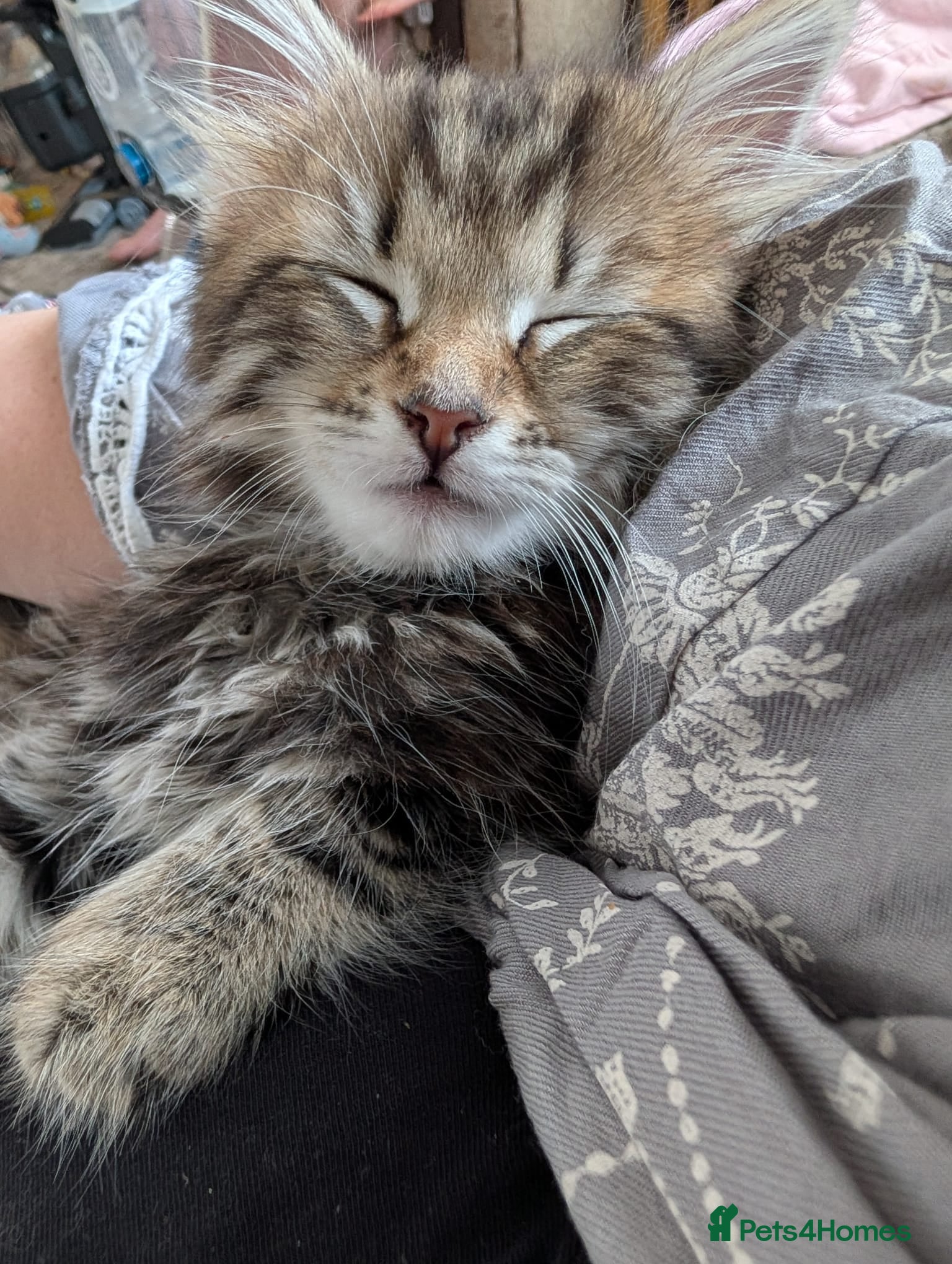 Mixed Breed Kitten 3