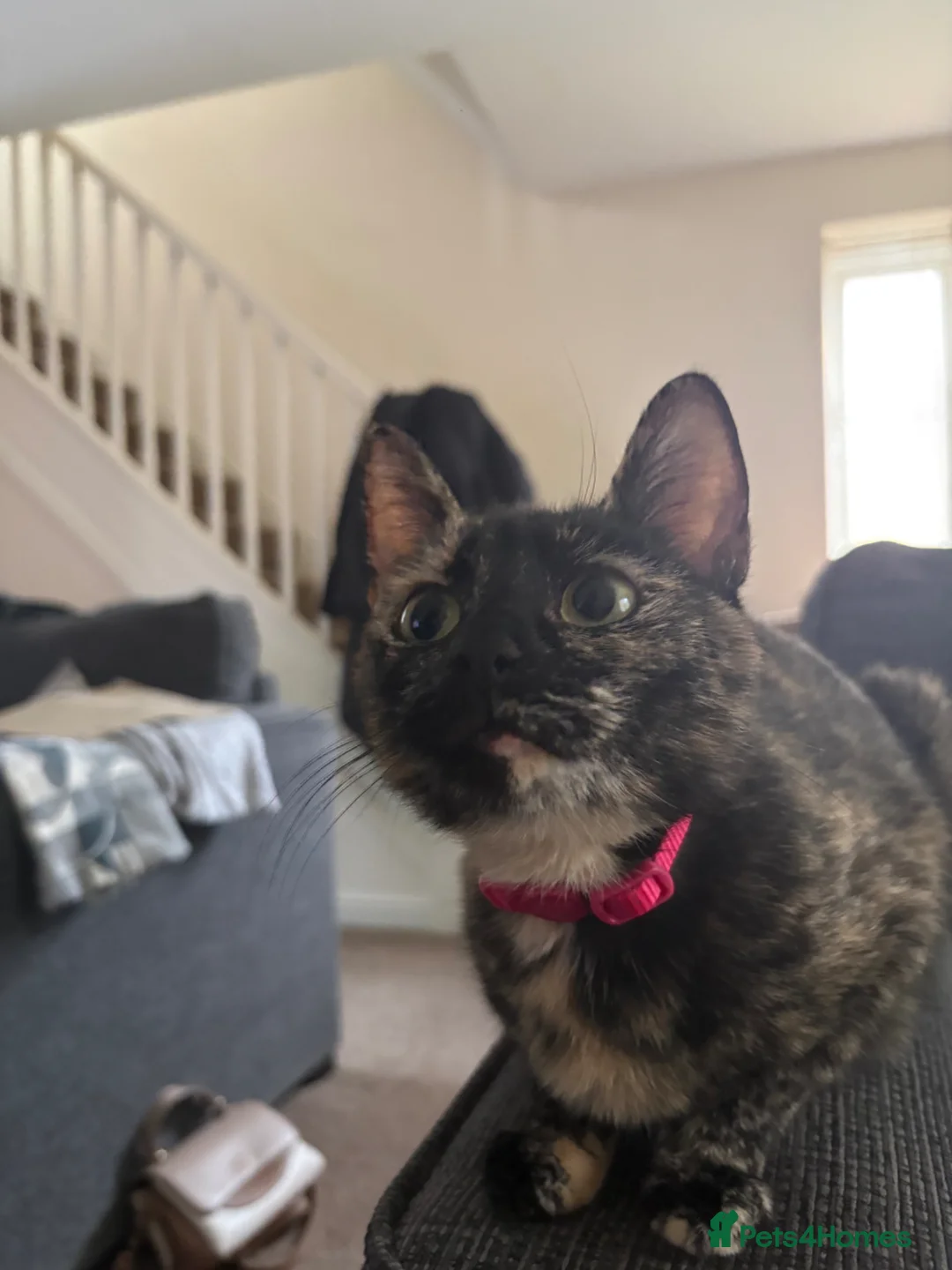 Mixed Breed cats for sale: Winnie and Dixie - Advert 1