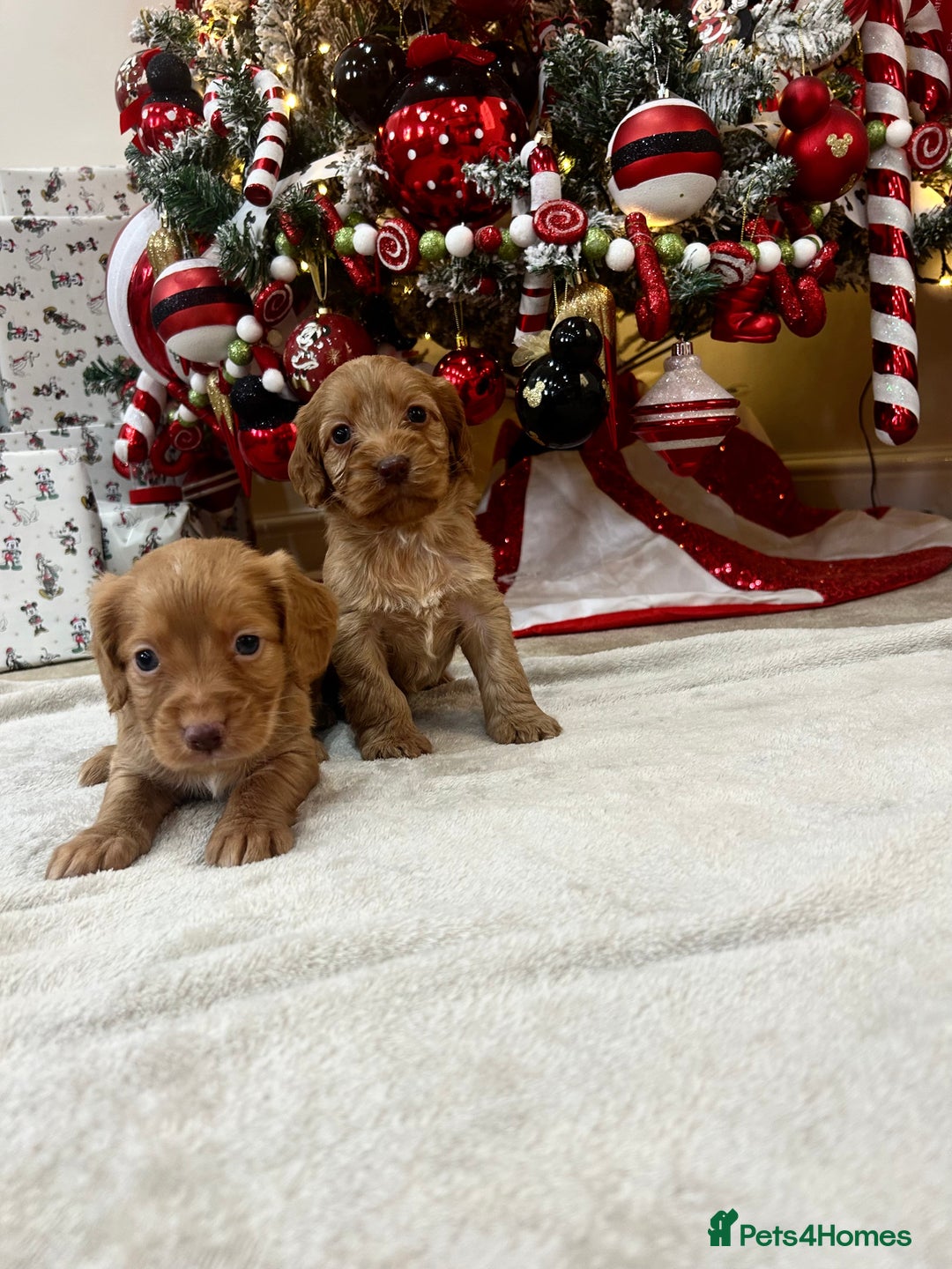 Cockapoo dogs for sale: Stunning cockapoo puppies  - Advert 11