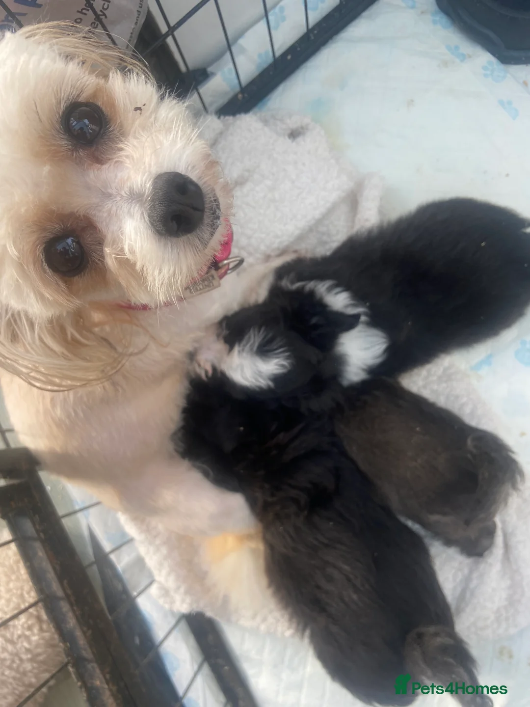 Pomapoo dogs for sale: Beautiful pomapoos puppies - Advert 2