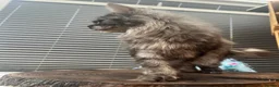 Maine Coon cats for sale: Black Smoke female Maine coon in Wellingborough - Advert 4