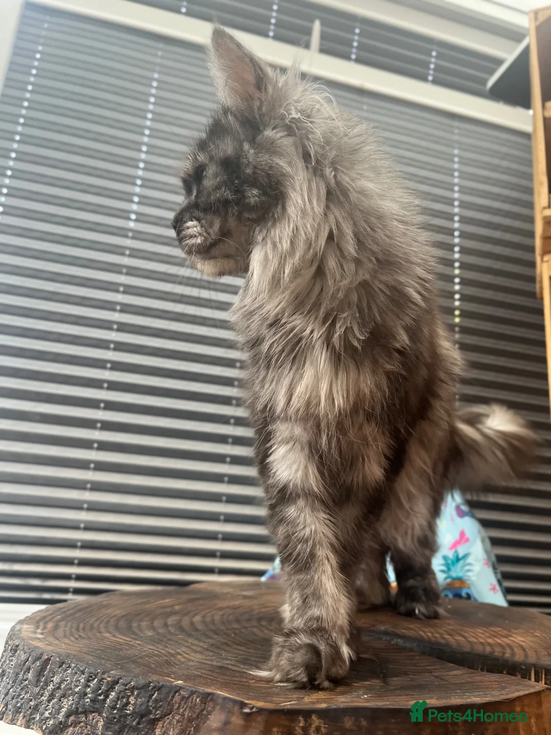 Maine Coon cats for sale: Black Smoke female Maine coon in Wellingborough - Advert 4