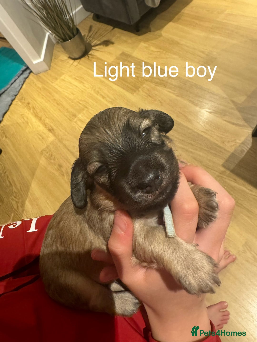Miniature Dachshund dogs for sale: Reservation list now open! - Image 27