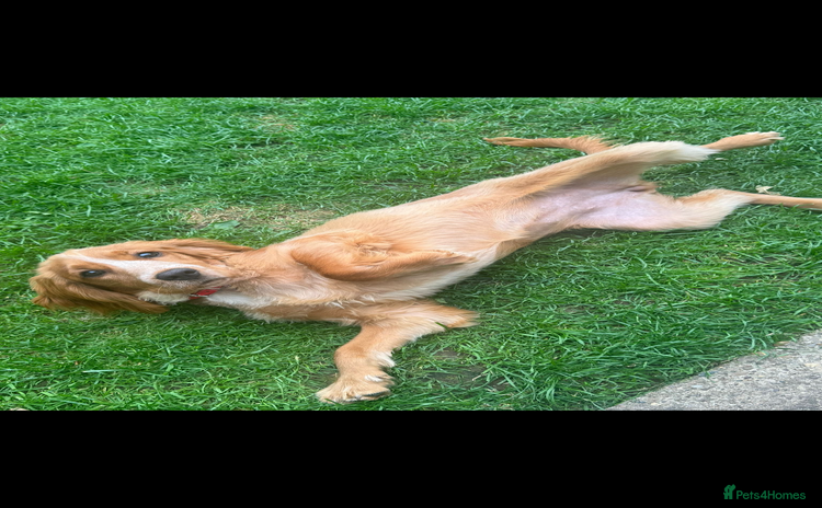 Cocker Spaniel dogs - Advert 13