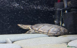 Turtle reptiles for sale: Common Musk Turtle + Full Tank Setup — £90 ONO - Image 1
