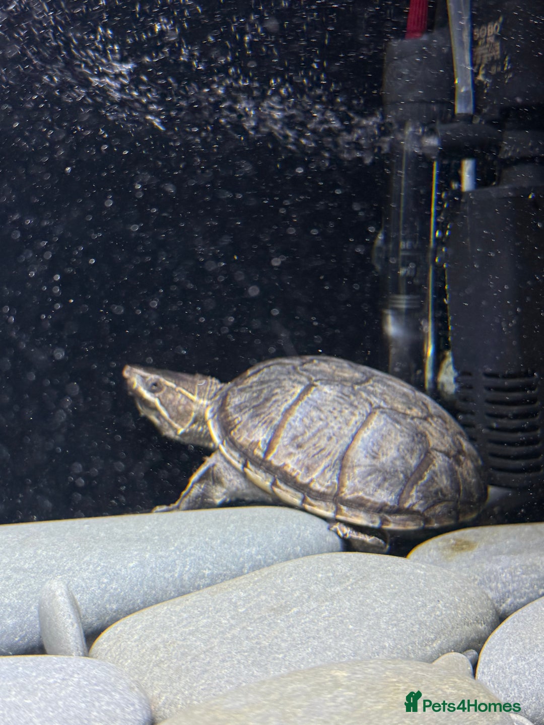 Turtle reptiles for sale: Common Musk Turtle + Full Tank Setup — £90 ONO - Image 1