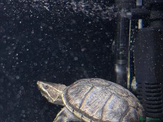 Turtle reptiles - Advert 1