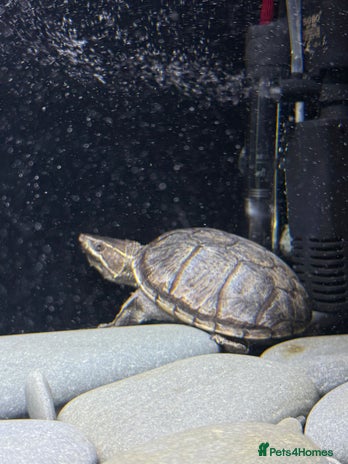 Turtle reptiles - Advert 1