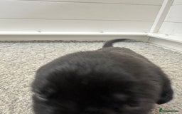 Mastiff dogs for sale: Pedigree Puppies of our Portuguese cattle dogs. - Image 15