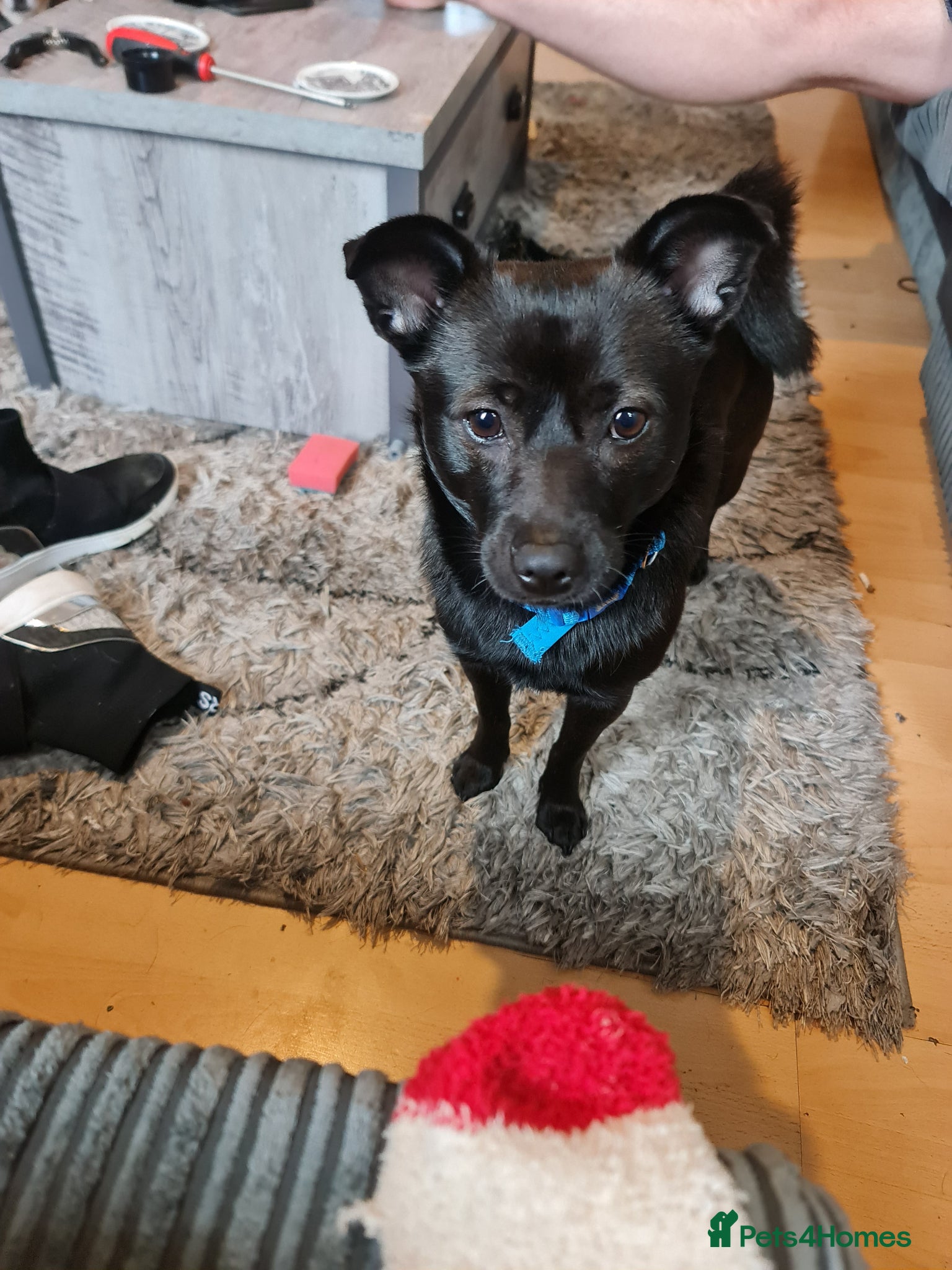 Jackapoo dogs Jack  - Advert 8