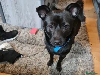 Jackapoo dogs Jack - Advert 8