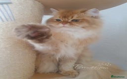 British Longhair cats for sale: British Longhair older kitten for sale  - Image 2