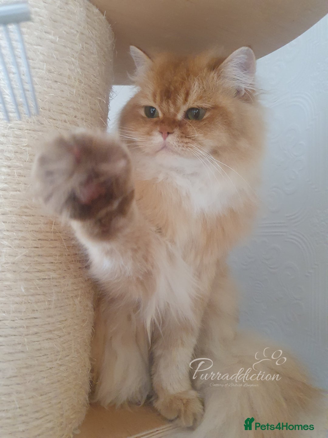 British Longhair cats for sale: British Longhair older kitten for sale  - Image 2