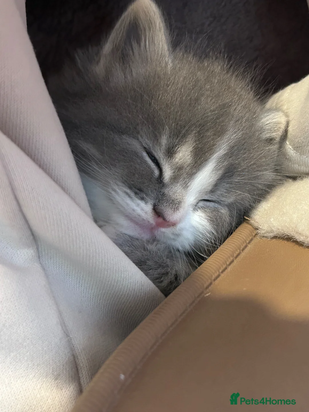 Persian cats for sale: Beautiful grey Persian kittens in Cheltenham - Advert 7