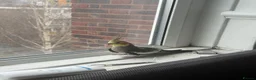 Mixed Breed birds for sale: Baby Cocatiel birds and budgies - Advert 4