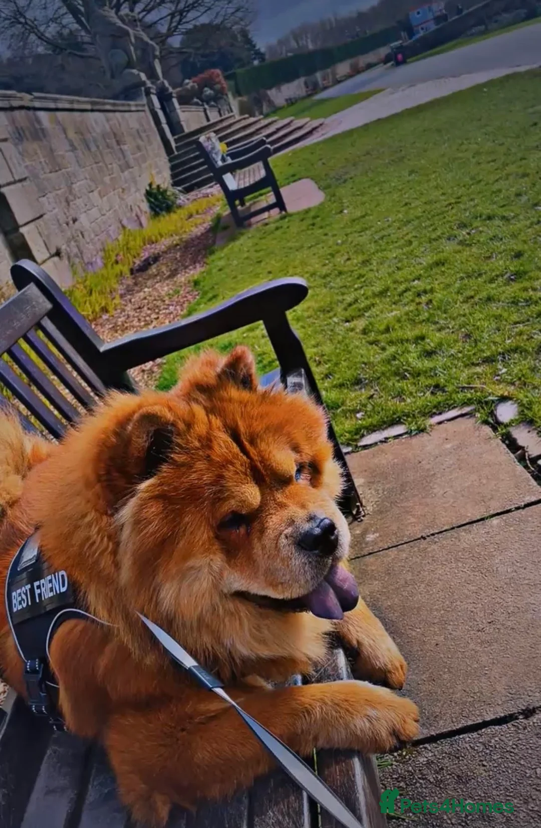 Chow Chow dogs for stud: Male for stud  - Advert 2