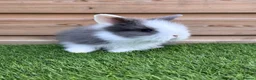 Lionhead rabbits for sale: Beautifully Bred Double Mane Lionhead Bunnies  - Advert 6