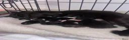 Russian Blue cats for sale: Stunning litter of Russian Blue cross kittens - Advert 10