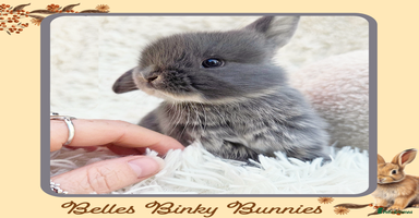 Mini Lop rabbits - Advert 11