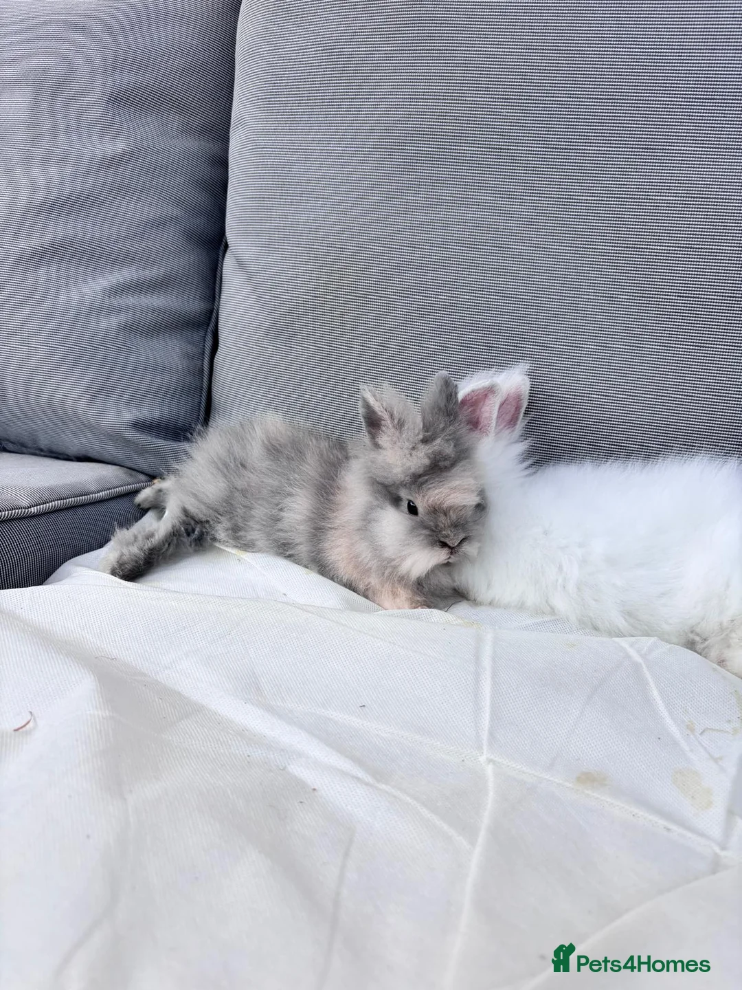 Mixed Breed rabbits for sale: Double Manned Lionhead Dwarf Rabbits  - Advert 16
