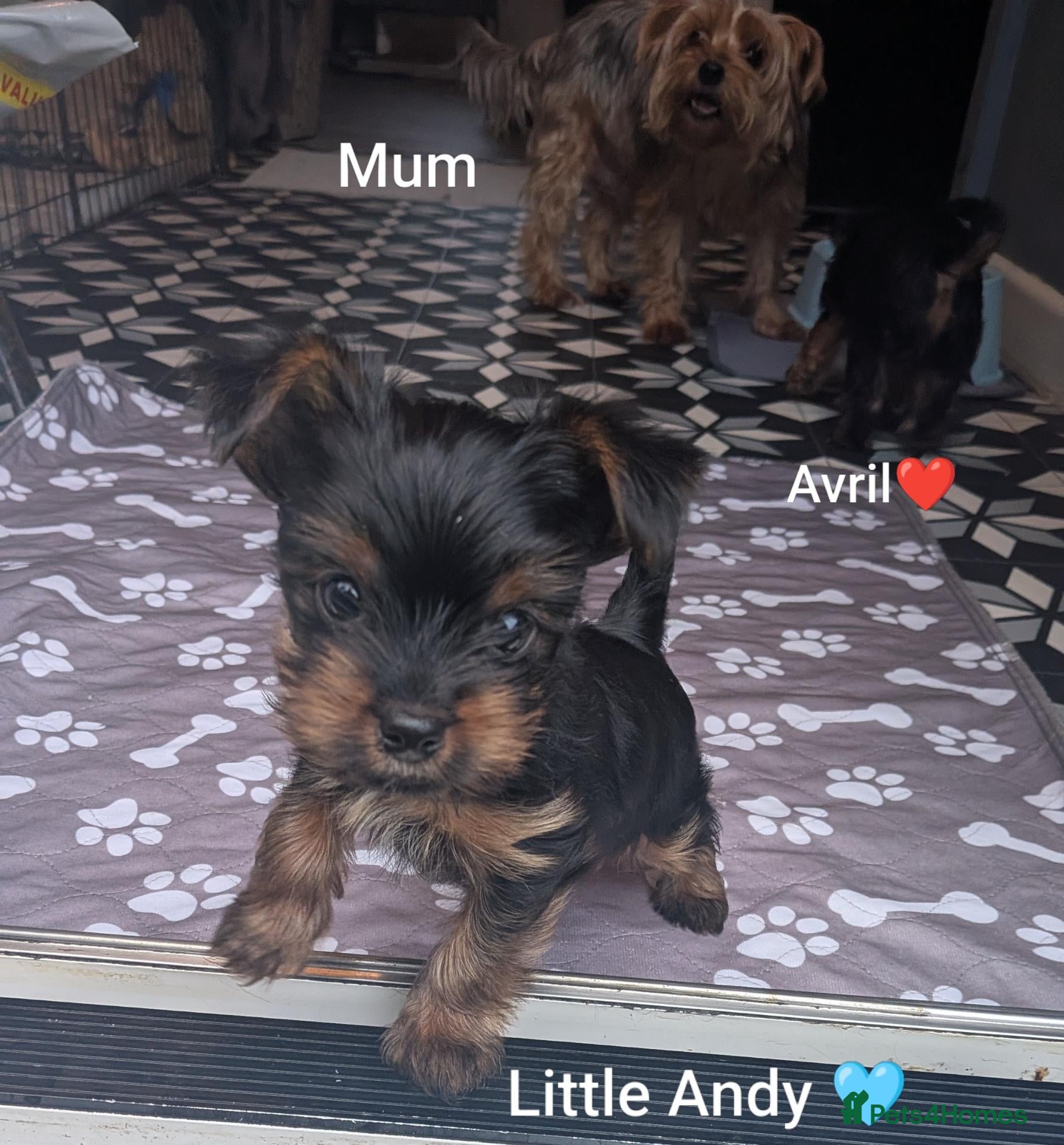 Yorkshire Terrier dogs for sale: ANMACO KC Pedigree Toy Boy Little Andy 🩵 - Advert 1