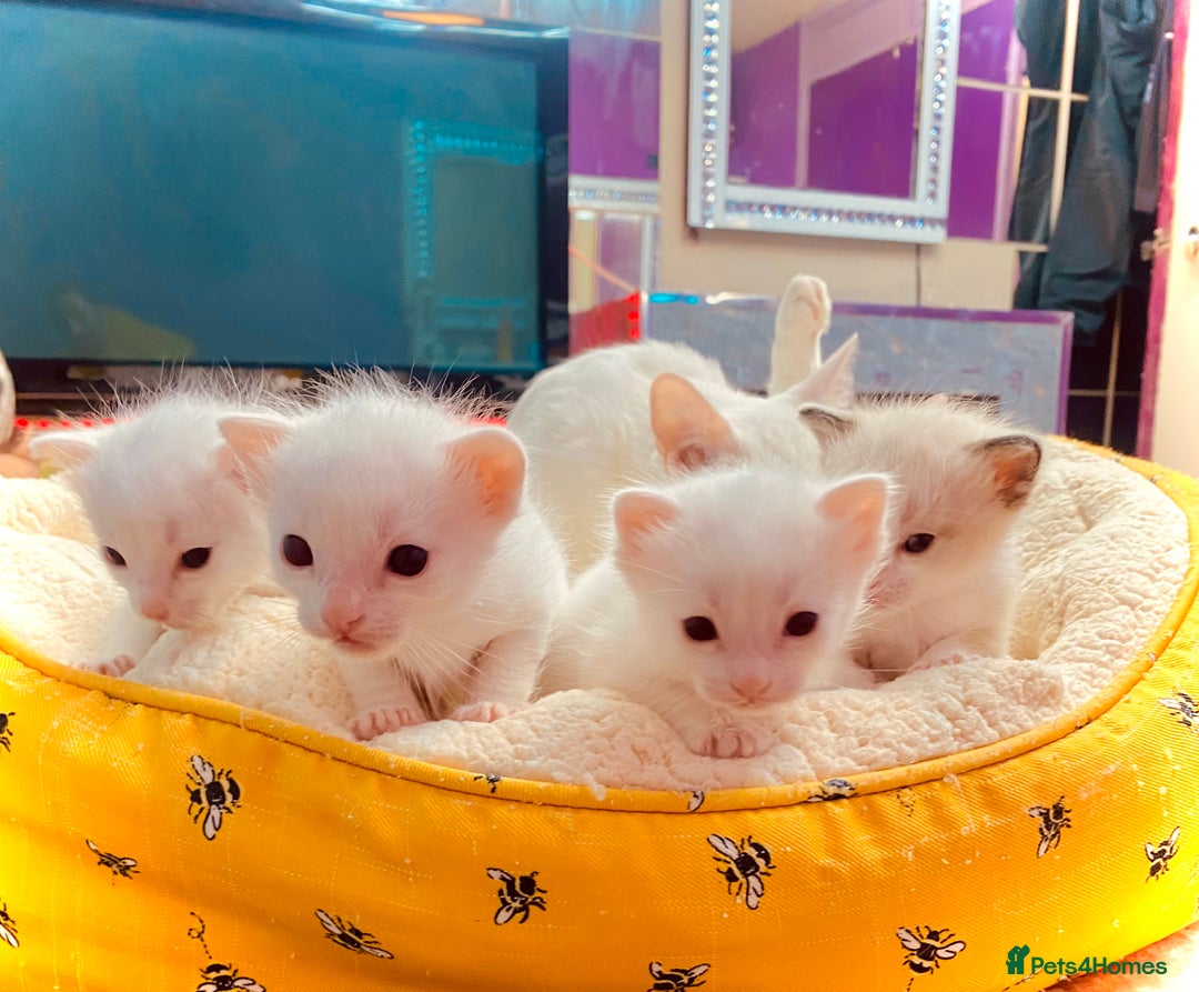 Ragdoll cats for sale: Beautiful Ragdol - Image 21