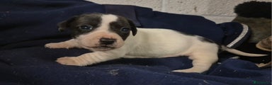 Jack Russell Puppy 2