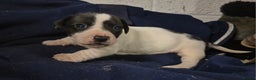 Jack Russell dogs for sale: Jackrussel pups  - Advert 4