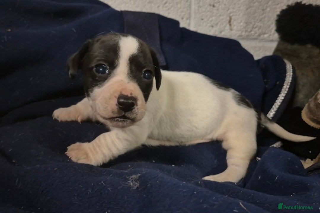 Jack Russell dogs for sale: Jackrussel pups  - Advert 4