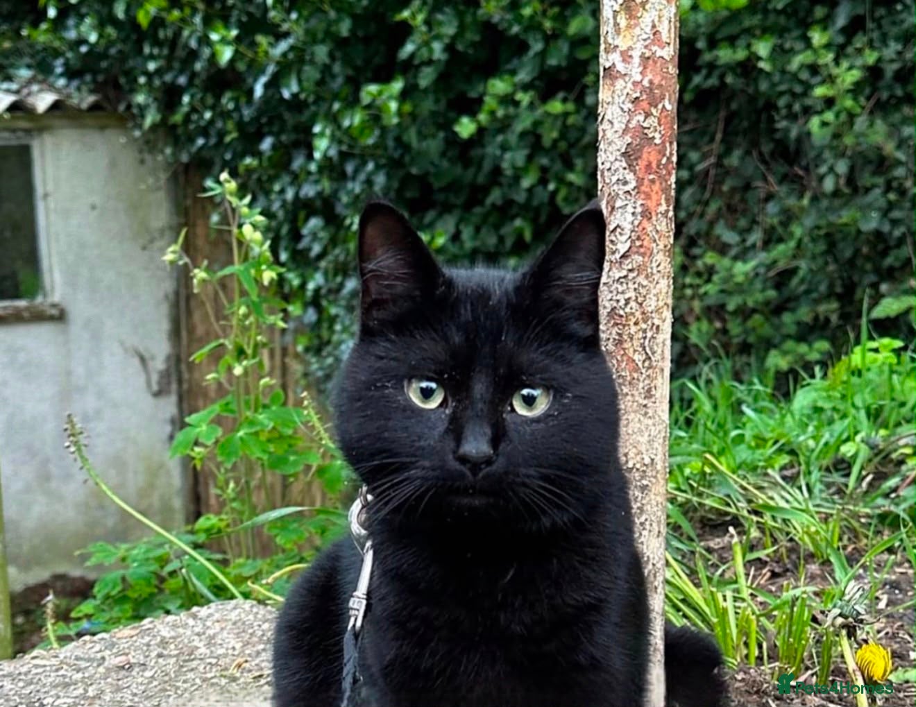 Domestic Shorthair cats Loveable, adorable, friendly 3 year old cat Loki  - Advert 7