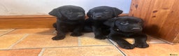 Labrador Retriever dogs for sale: GORGEOUS LITTER OF BLACK LABRADOR PUPPIES!! - Advert 2