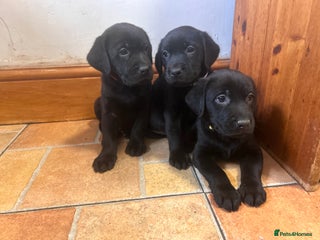 Labrador Retriever dogs GORGEOUS LITTER OF BLACK LABRADOR PUPPIES!! - Advert 11