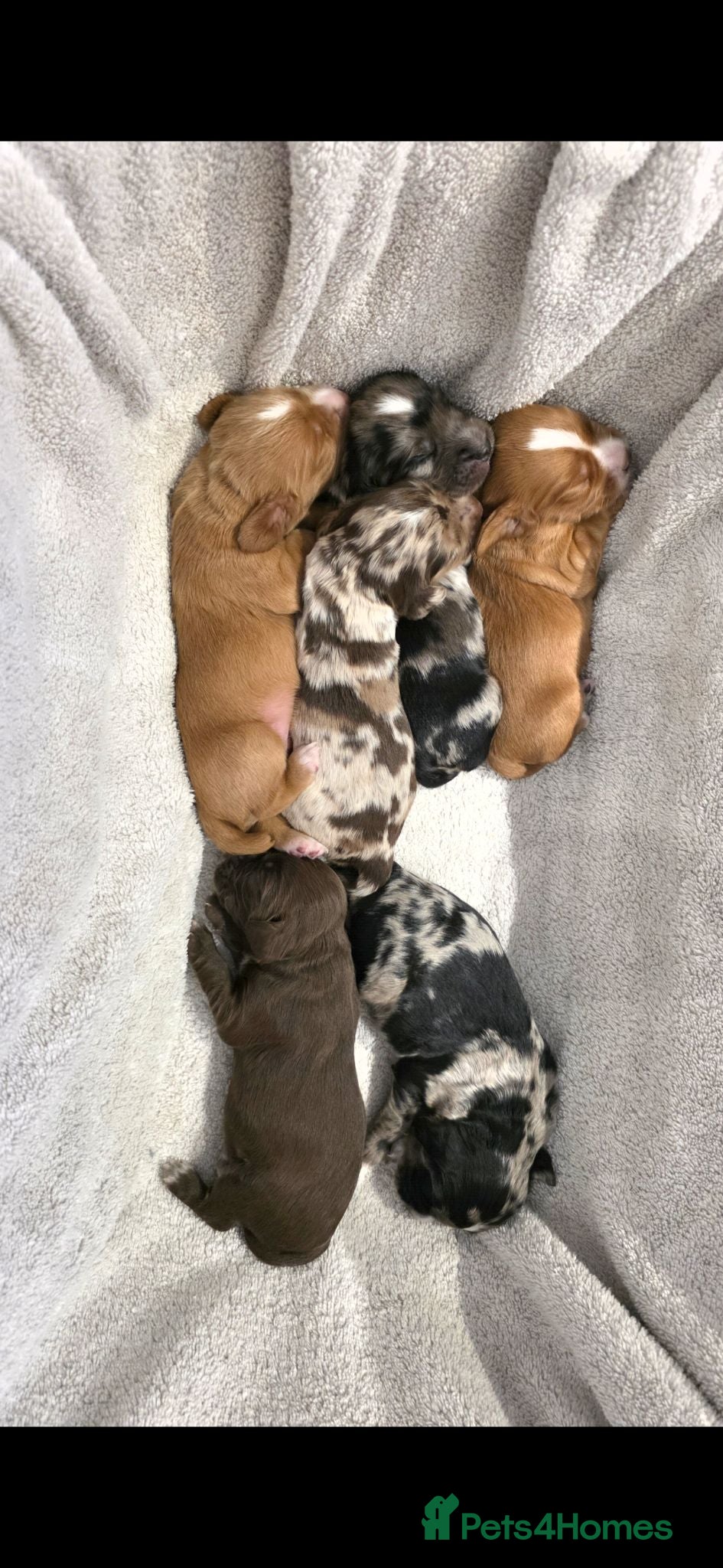 Cocker Spaniel dogs Beautiful Working Cocker Spaniels - Advert 3