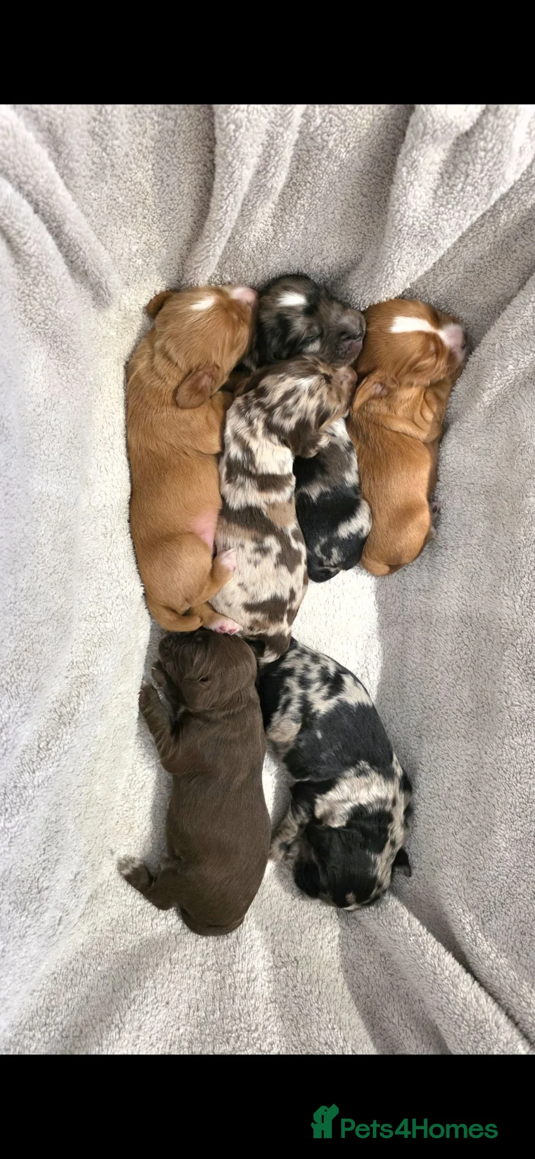Cocker Spaniel dogs for sale: Beautiful Working Cocker Spaniels - Advert 1