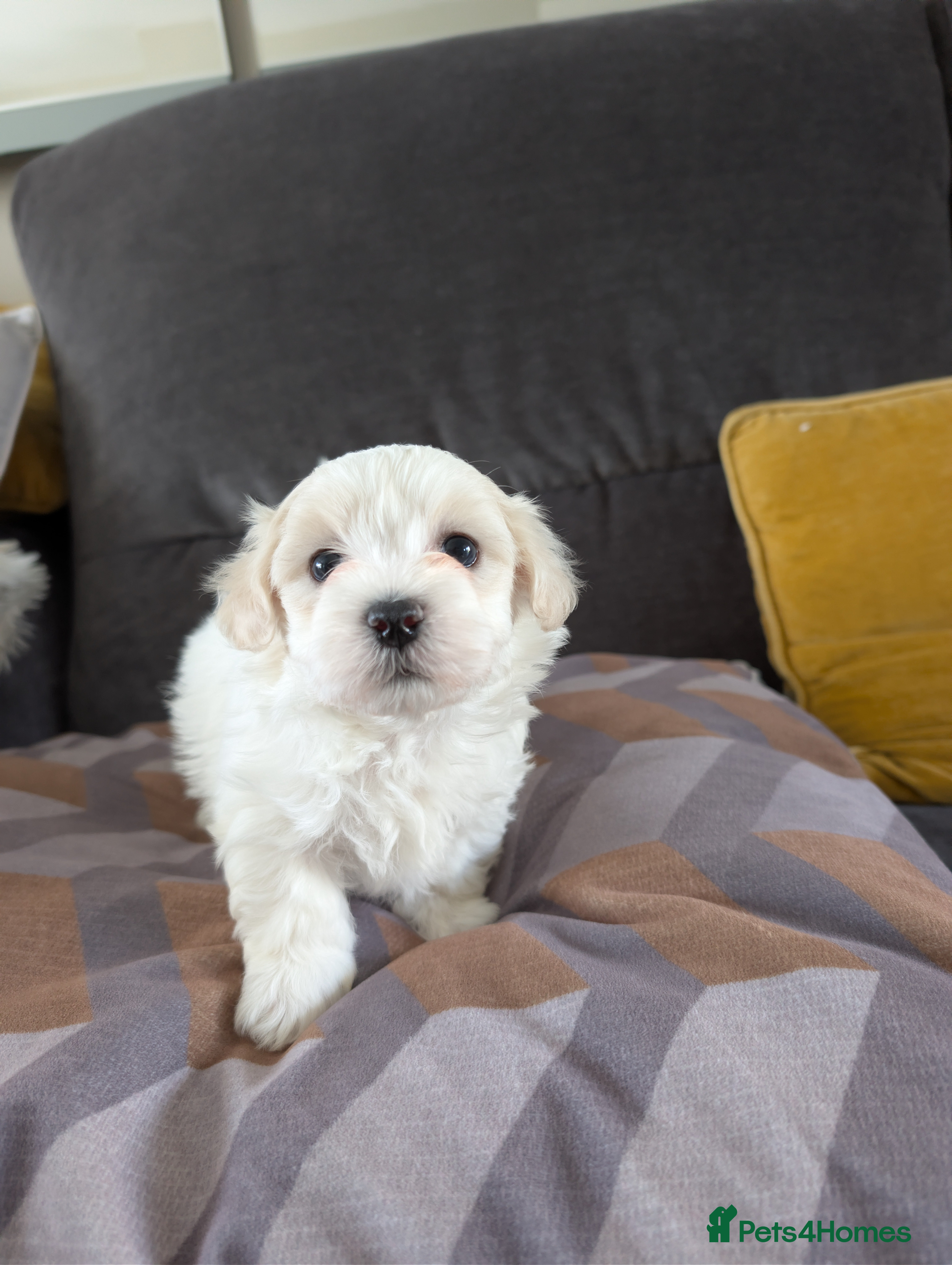 Mixed Breed dogs Beautiful Maltese Puppies  - Advert 2