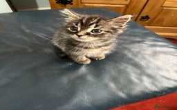Mixed Breed cats for sale: 2 gorgeous playful kittens - Image 6