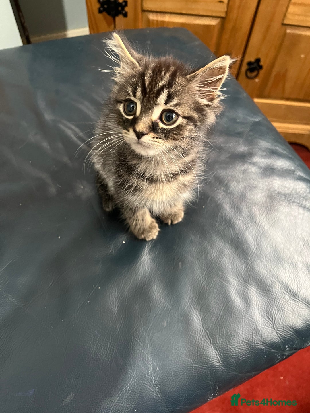 Mixed Breed cats for sale: 2 gorgeous playful kittens - Image 6