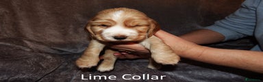 Cocker Spaniel Puppy 1 - Lime Collar