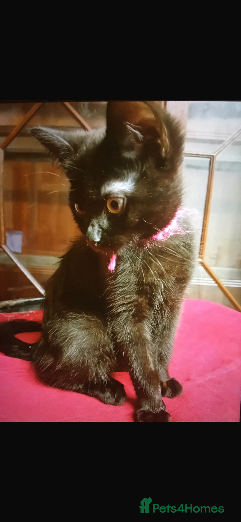 Mixed Breed cats Two black kittens for sale - Advert 3