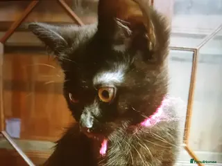 Mixed Breed cats Two black kittens for sale - Advert 1