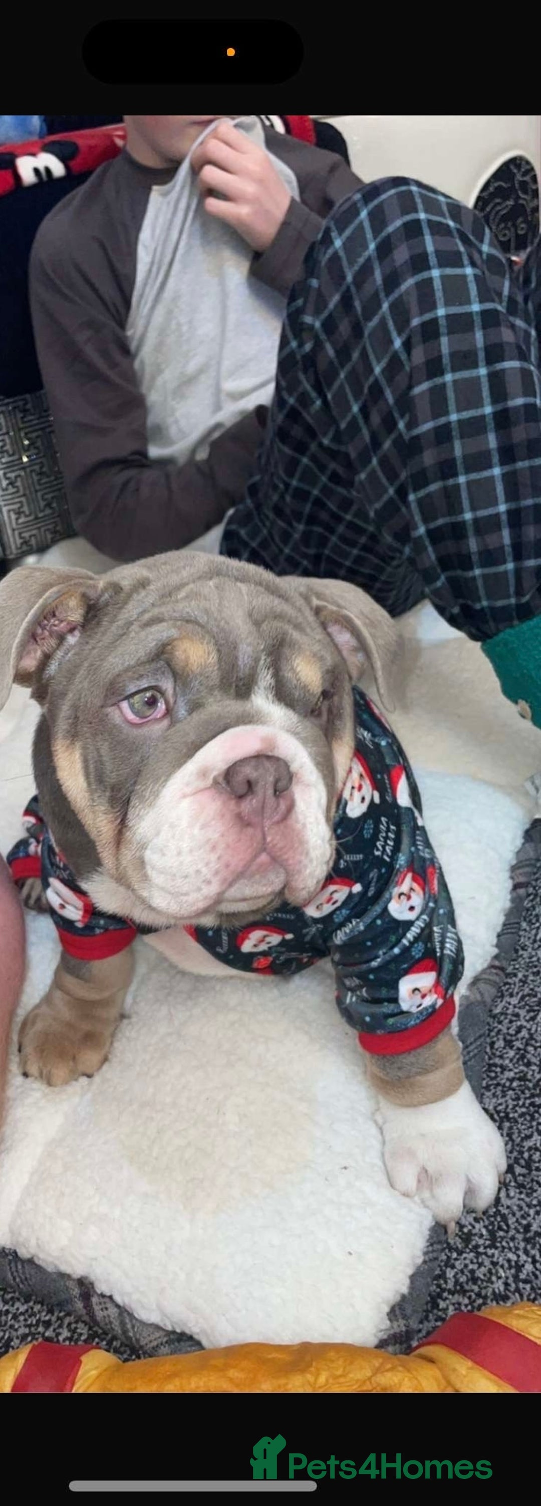 English Bulldog dogs for stud: 🔥FURY🔥 - Image 13