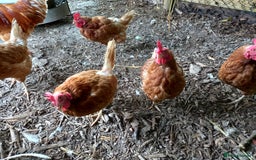 Hens poultry for sale: Laying Hens Warrens - Image 4
