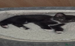 British Shorthair cats for sale: Kittens for sale  - Image 1