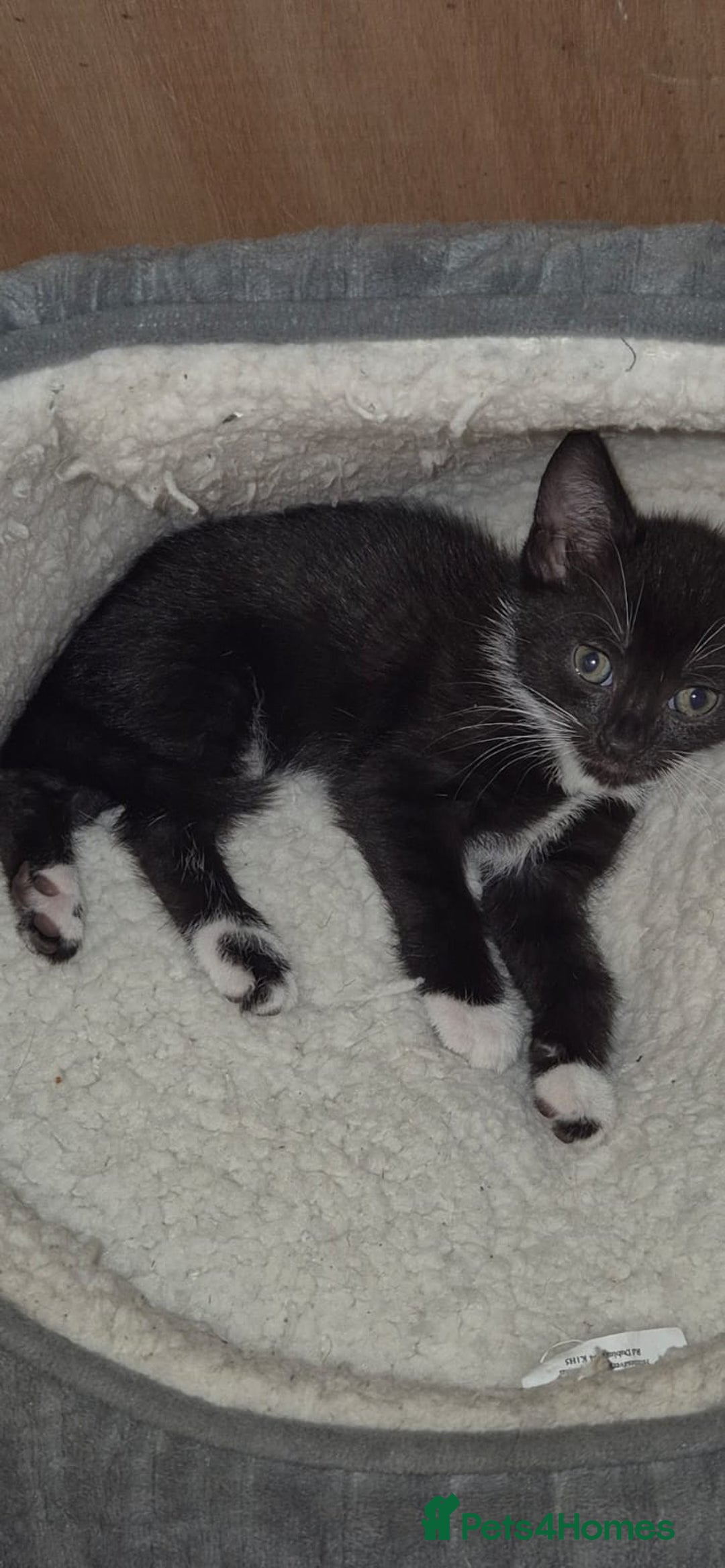 British Shorthair cats for sale: Kittens for sale  - Image 1