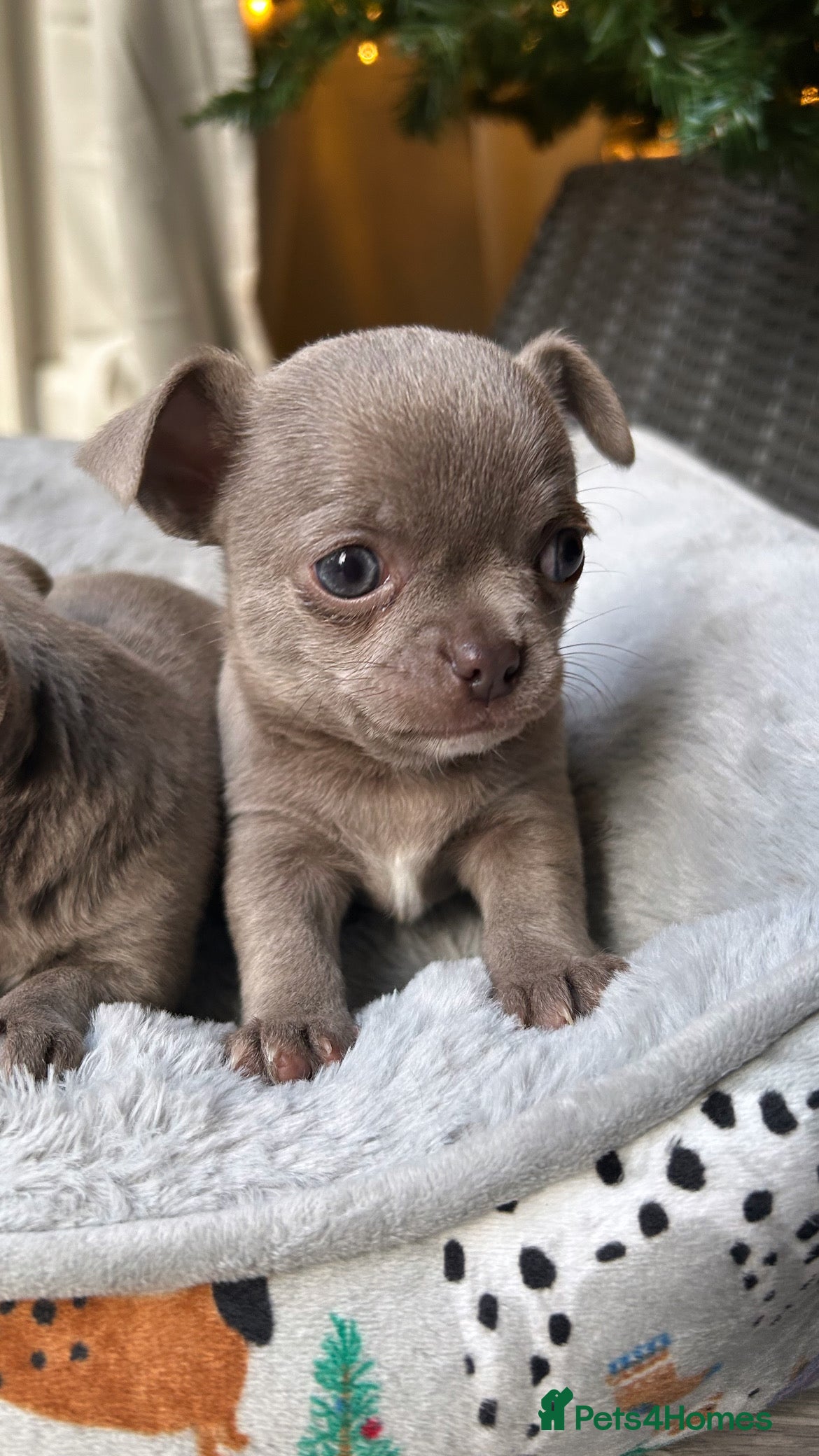 Chihuahua dogs Lilac KC Chihuahua babies - Advert 9