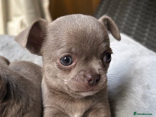 Chihuahua dogs Lilac KC Chihuahua babies - Advert 9