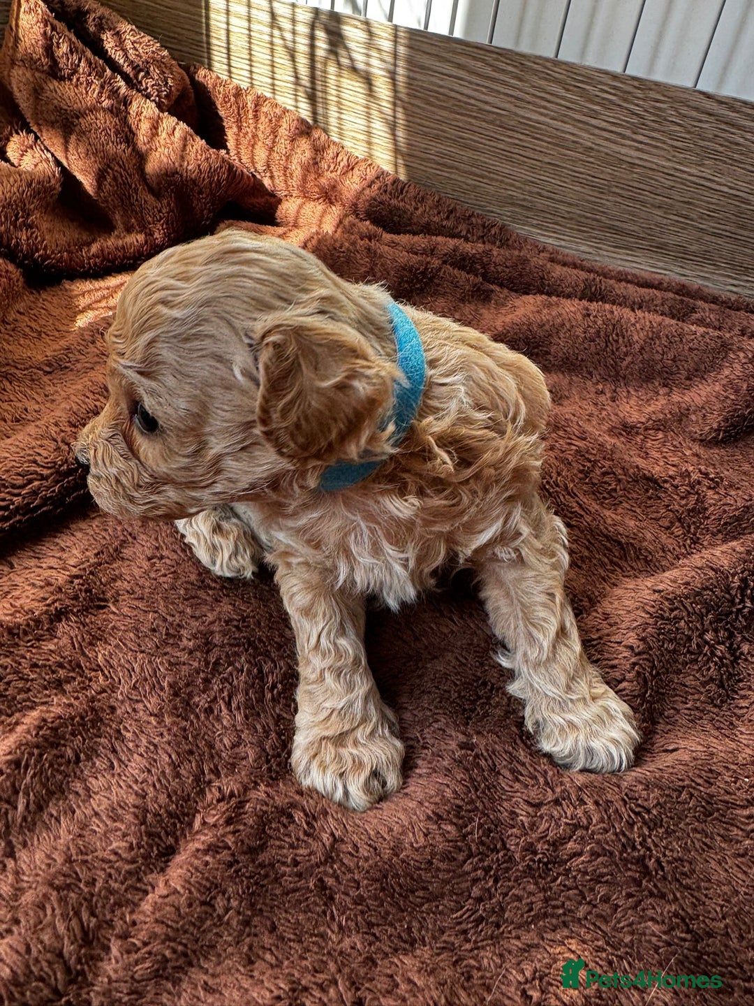 Poochon dogs for sale: Poochon Puppies - Image 10